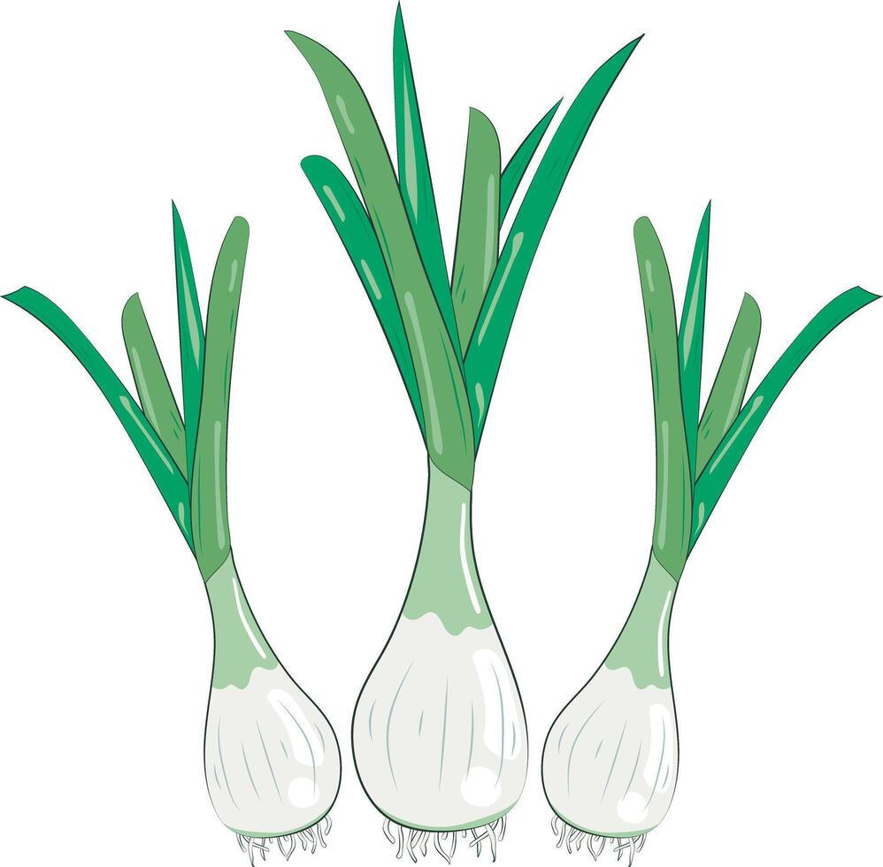 Green Onion Element Chives Illustration Graphic Element Art Card vector