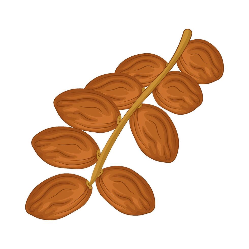 Illustration of kurma vector