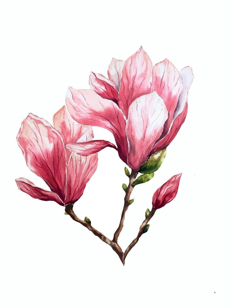 fresh magnolia flower botanical watercolor illustration floral design petals blooming spring tropical pink beautiful plant vector