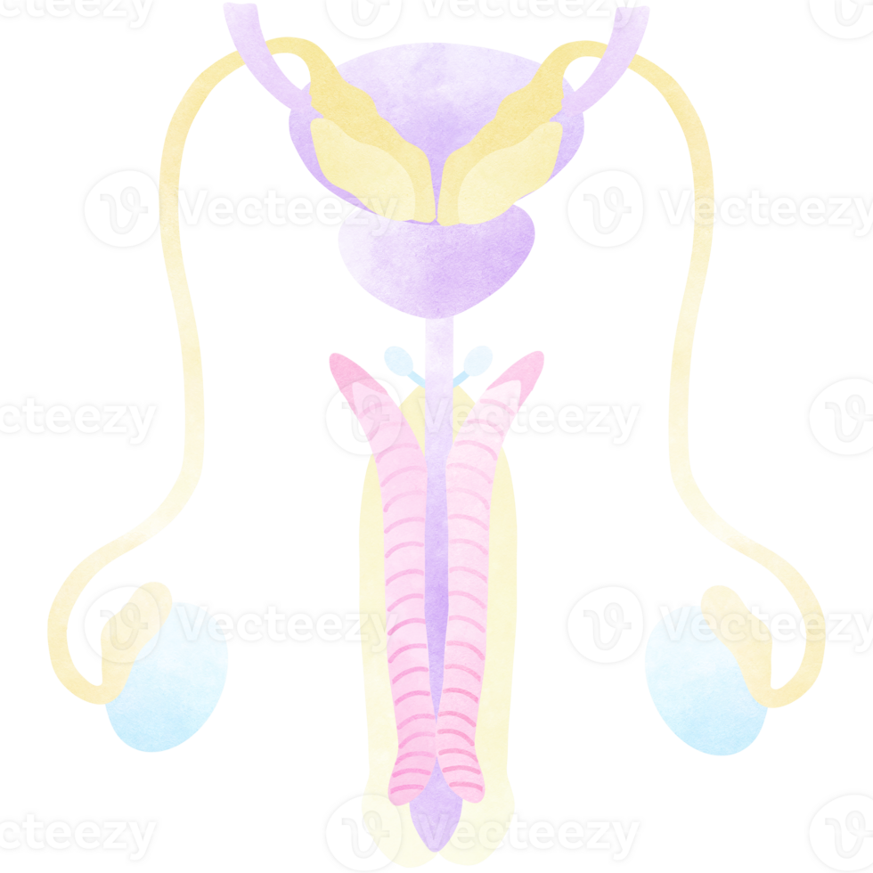 The male reproductive system includes the external genitals. png