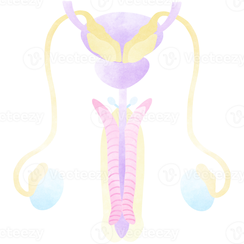 le Masculin reproducteur système comprend le externe organes génitaux. png