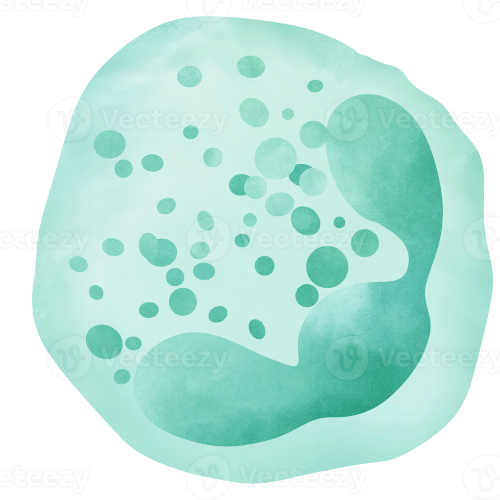 Neutrophil is a type of granulocyte white blood cell. png