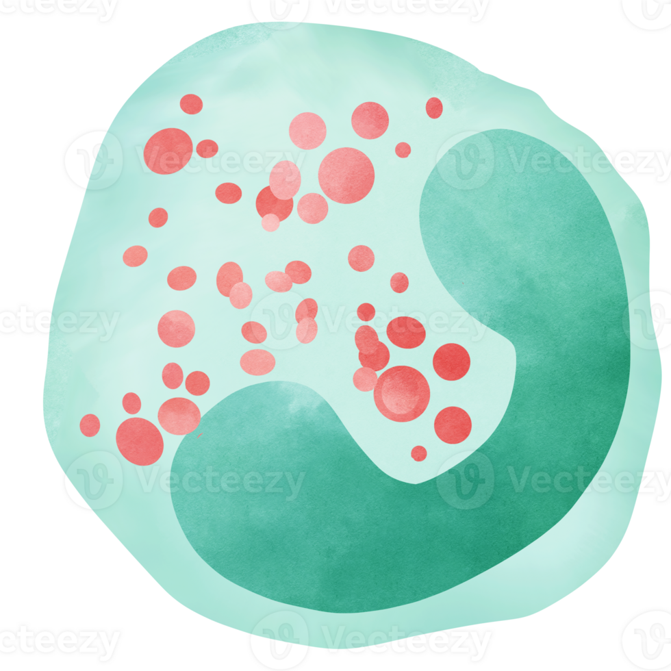 Eosinophils are white blood cells that contain granules. png