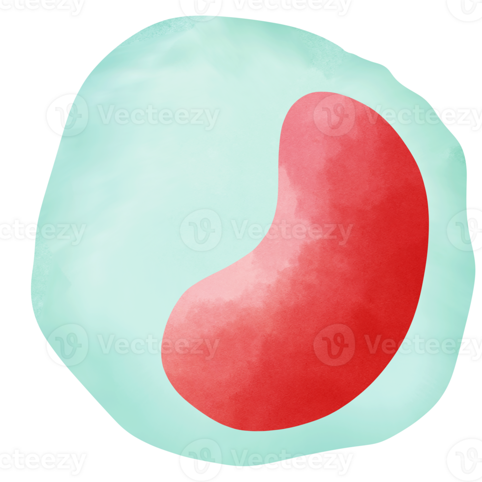 Monocyte is a type of white blood cell. png