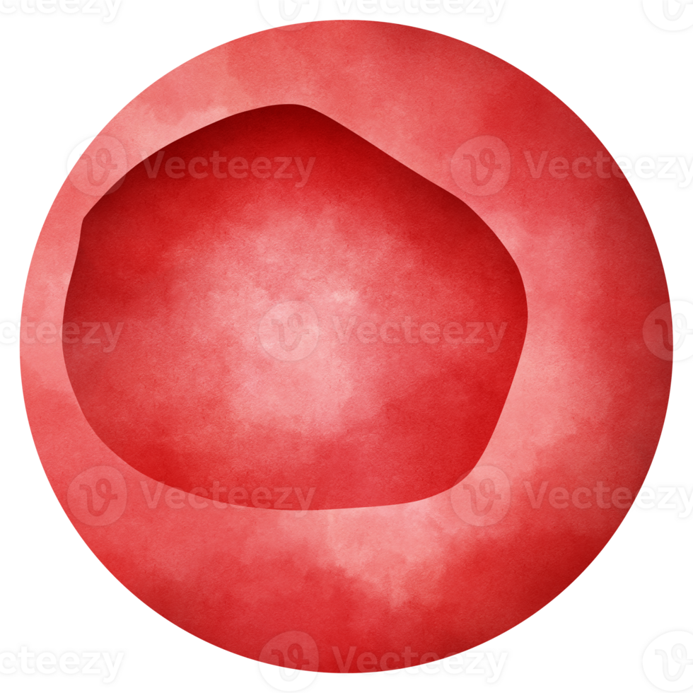 A type of red blood cell that is made in the bone marrow and found in the blood. png