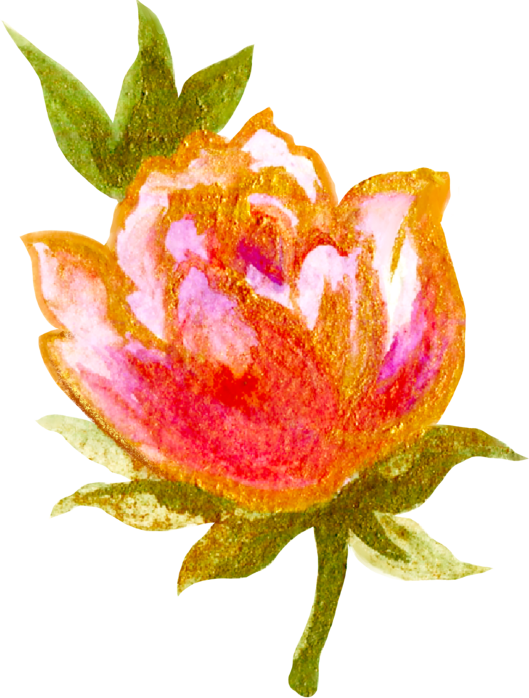 Rose éléments isolé luxe aquarelle png