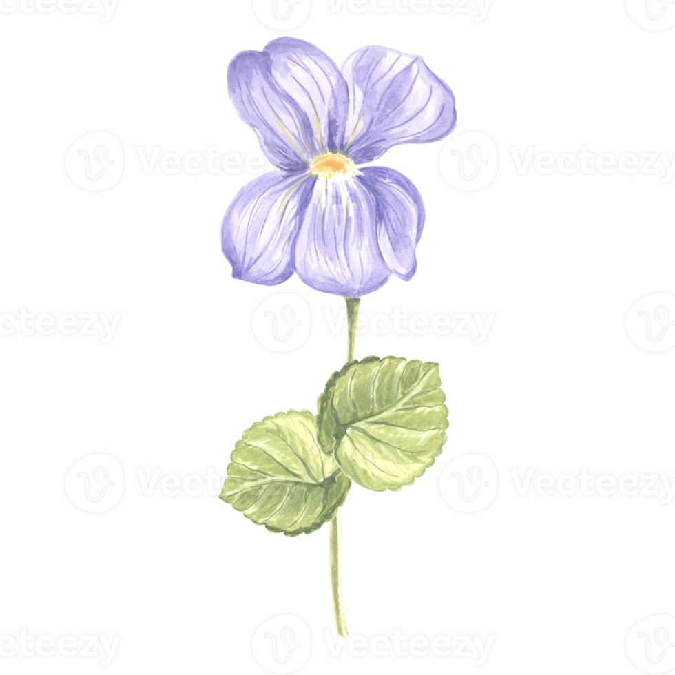 Flower Violet with leaves. Watercolor garden pansy. Isolated hand drawn illustration of spring summer blossom. Meadow wild plant Viola. Botanical drawing template for card, print, package, textile. png