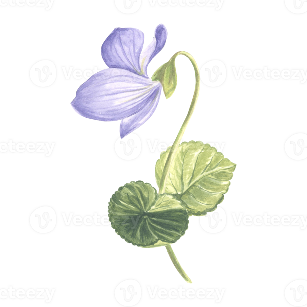 flor Violeta con hojas. acuarela jardín pensamiento. aislado mano dibujado ilustración de primavera verano florecer. prado salvaje planta viola. botánico dibujo modelo para tarjeta, imprimir, paquete, textil. png