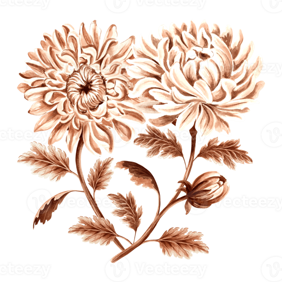 Chrysanthemum flower bouquet watercolor, monochrome, isolated . Hand drawn botanical illustration brown color. Vintage floral drawing template for wallpaper, textile, scrapbooking. png