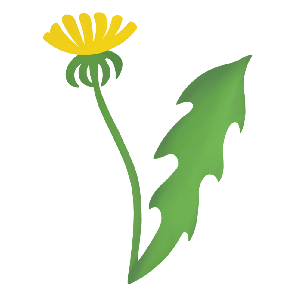maskros blomma illustration vild blomma png