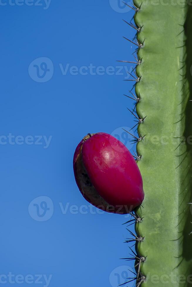 Close up of cactus fruit on tree. photo