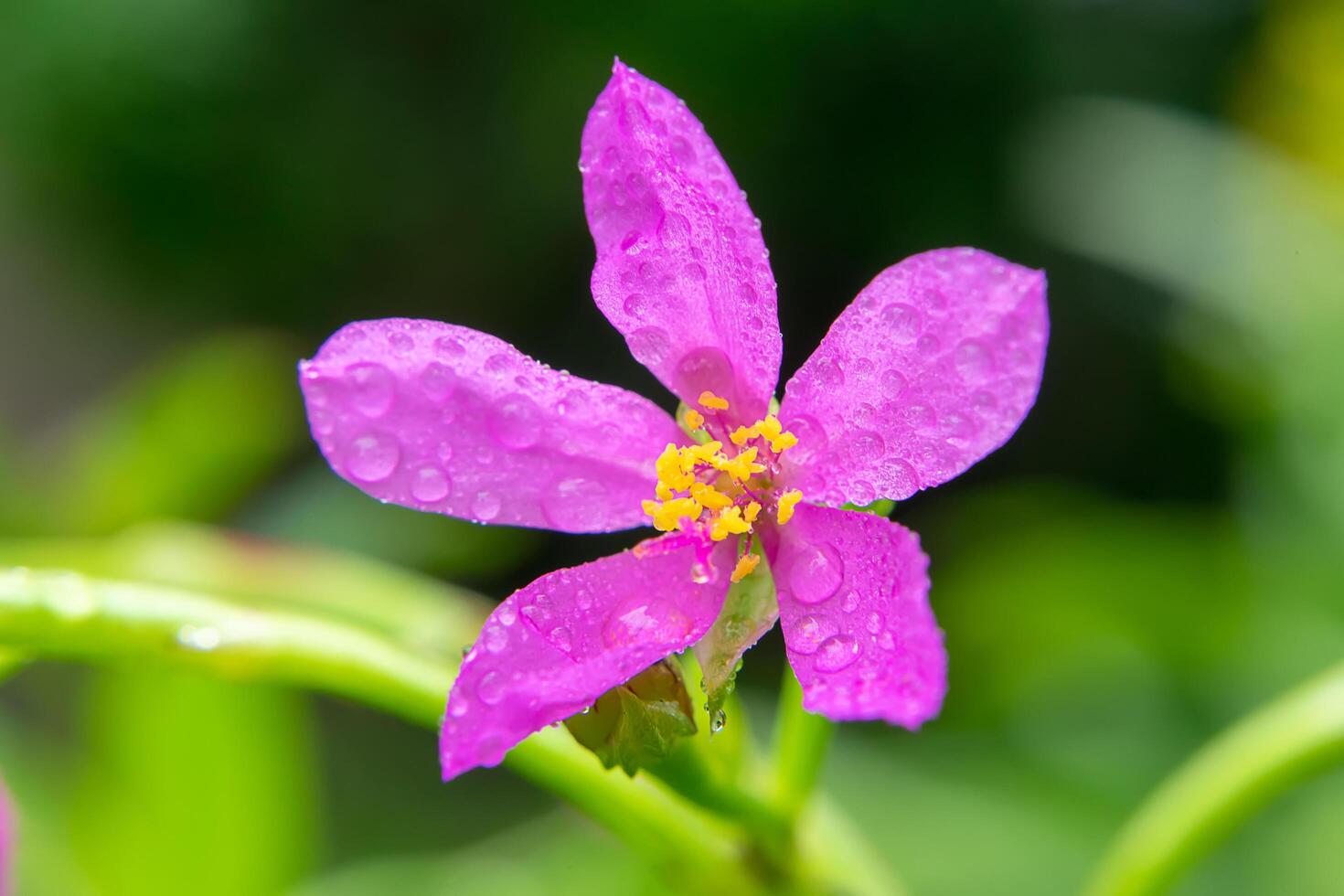 Close up of Talinum paniculatum photo