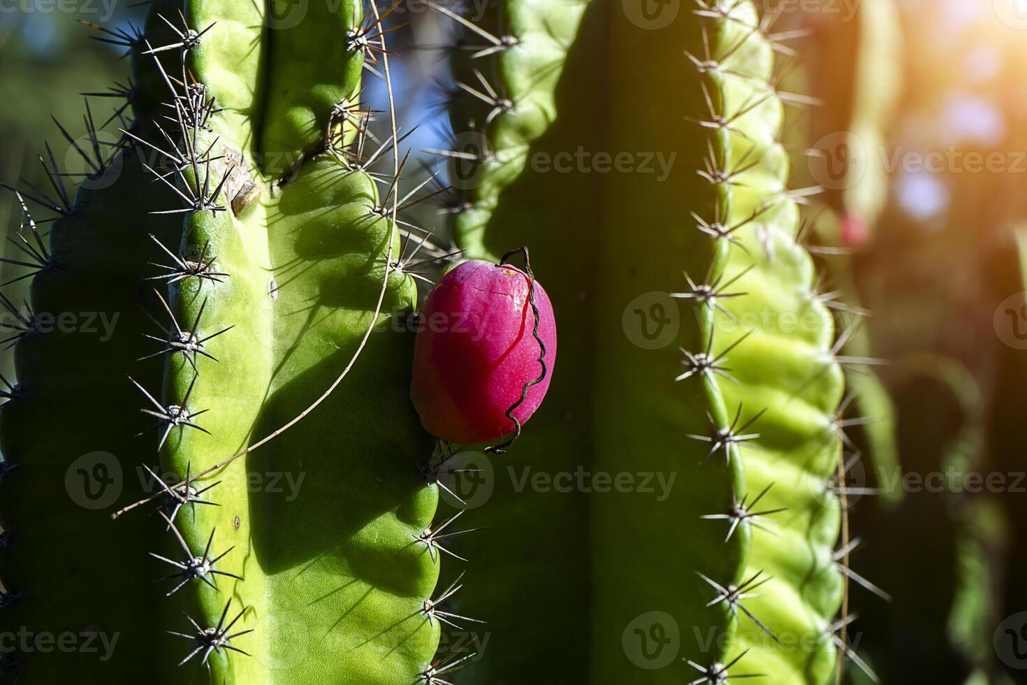 Close up of cactus fruit on tree. photo