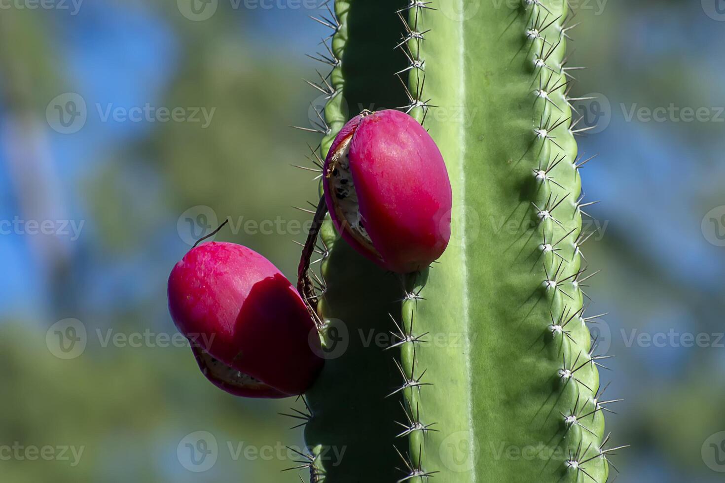 Close up of cactus fruit on tree. photo