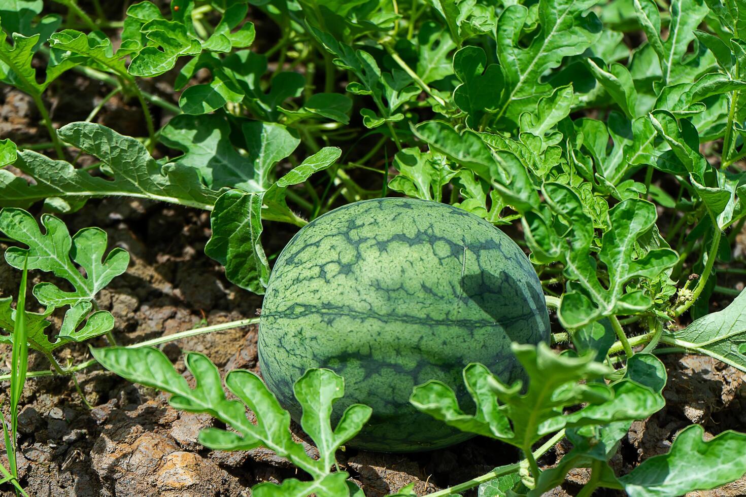 cerca arriba de joven sandía fruta. foto