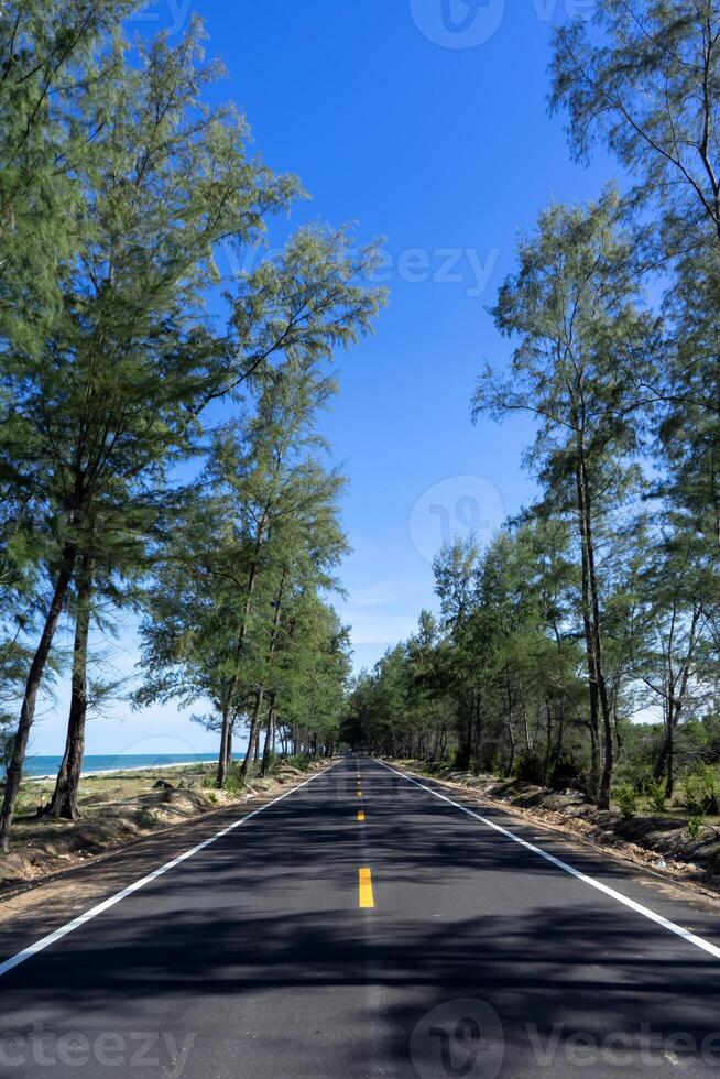 Empty road with pine trees and blue sky. photo