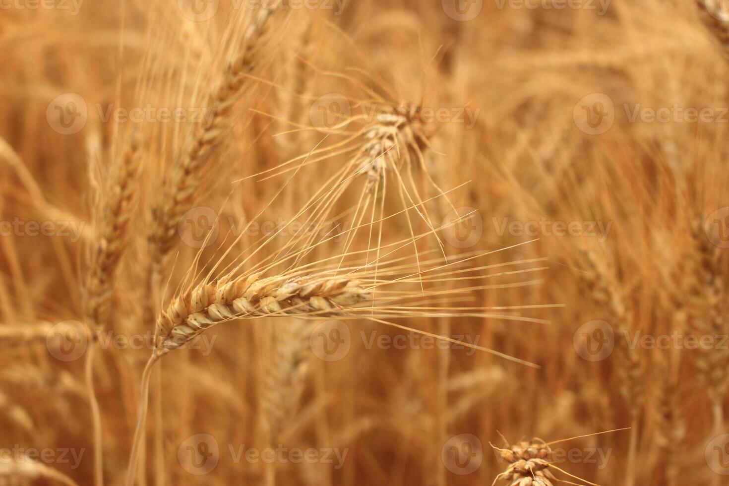 Close up on golden wheat field or rice barley farm photo