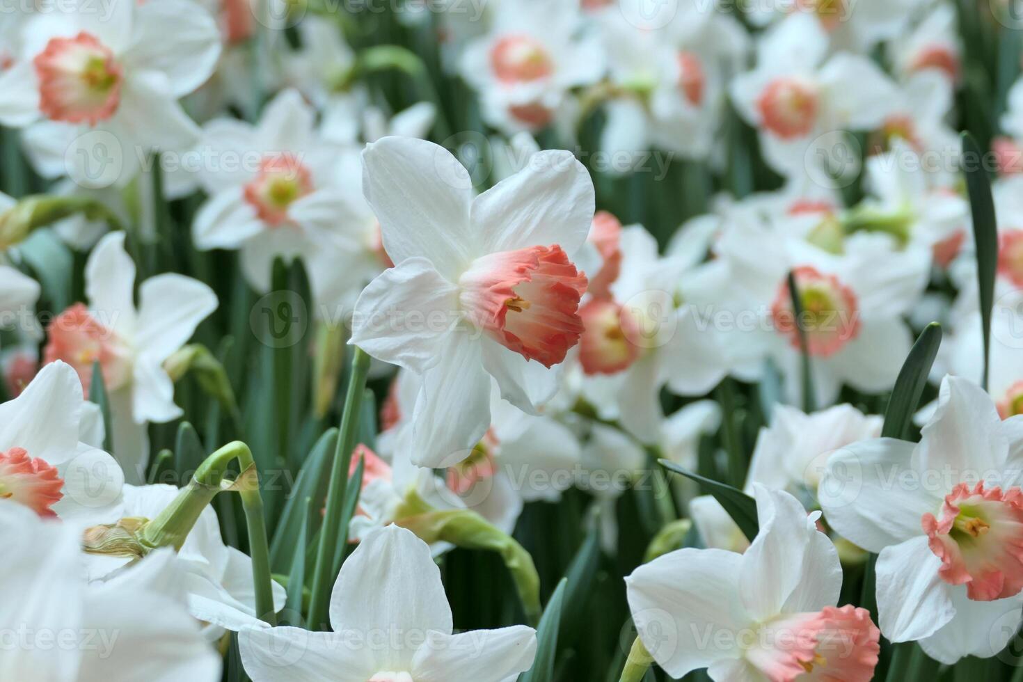 White narcissus or Pink Parasol Daffodil photo