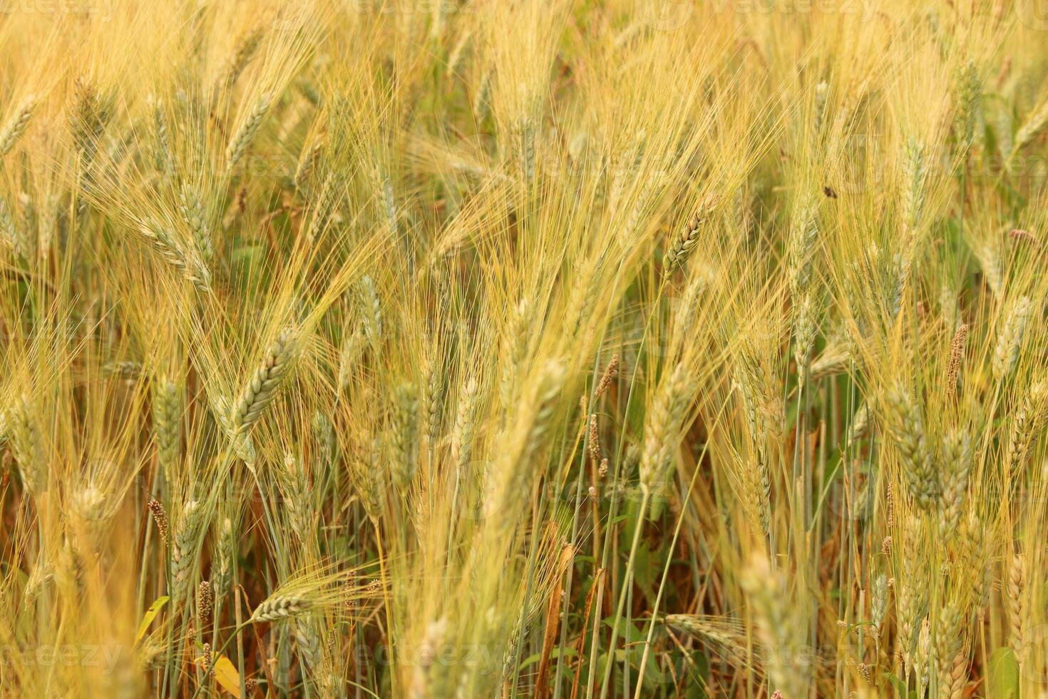 A fields of ready for harvest ripe barley or rye photo