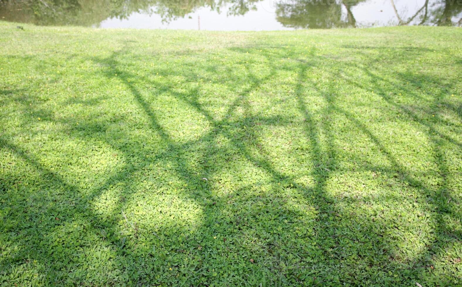 Lawn under the shade of trees near a pond photo