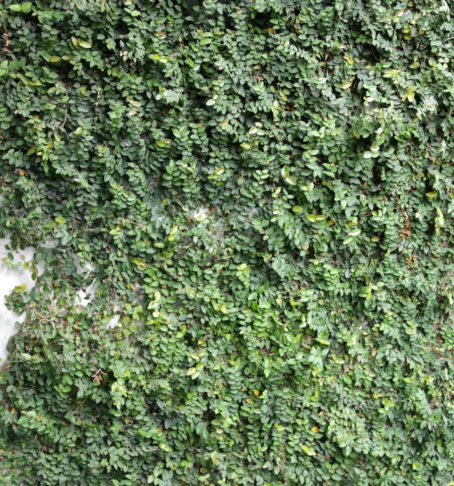 The background wall is covered with green ivy leaves. photo