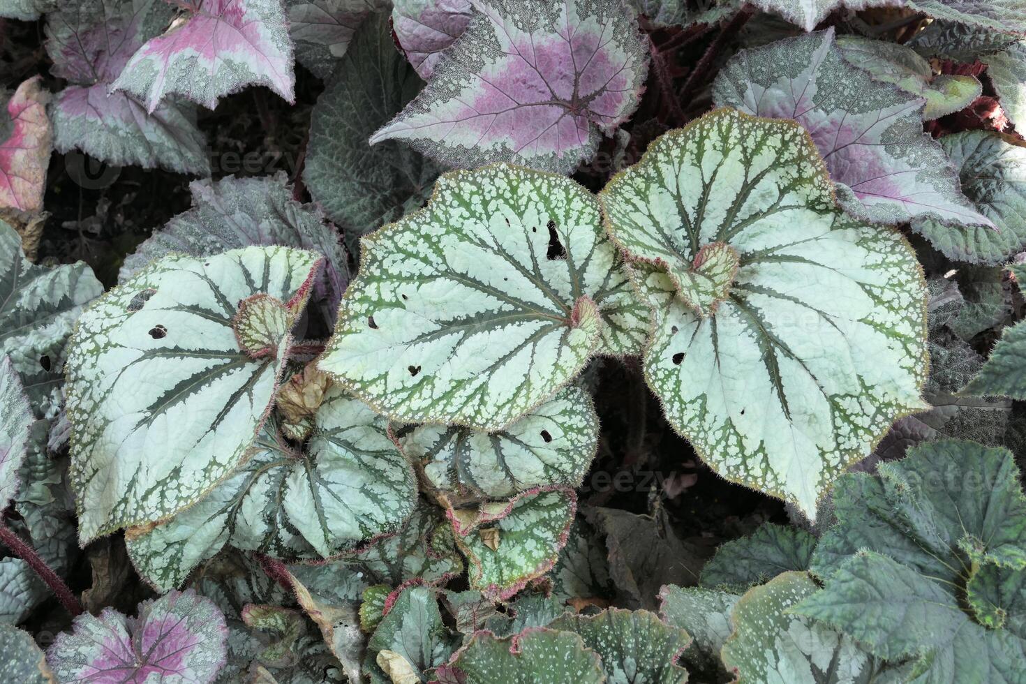 Top view various begonia leaves background photo