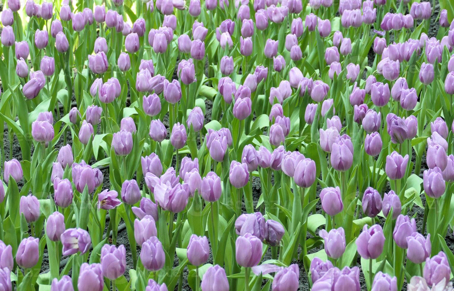 Tulips flower beautiful in garden plant photo