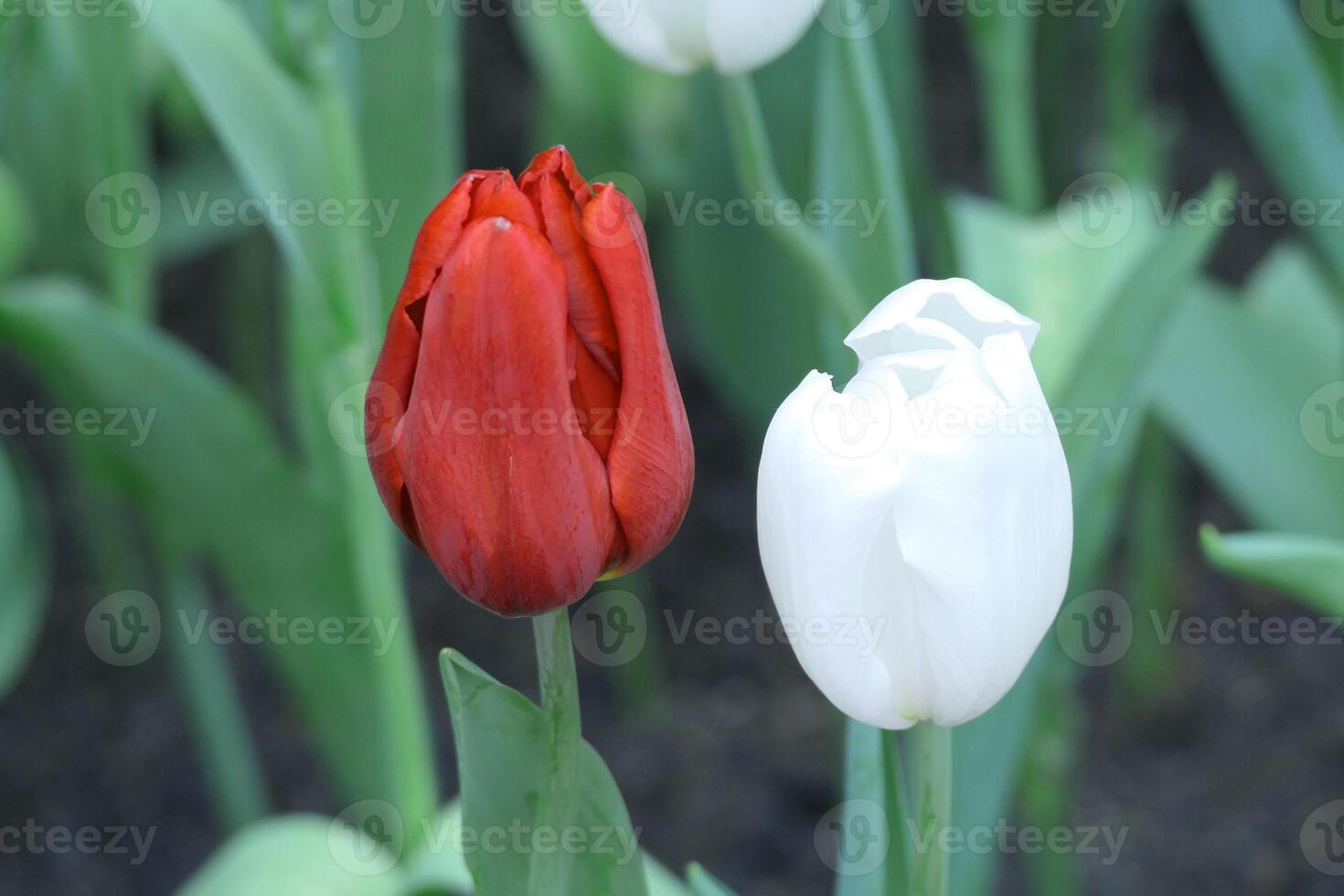 Tulips flower beautiful in garden plant photo