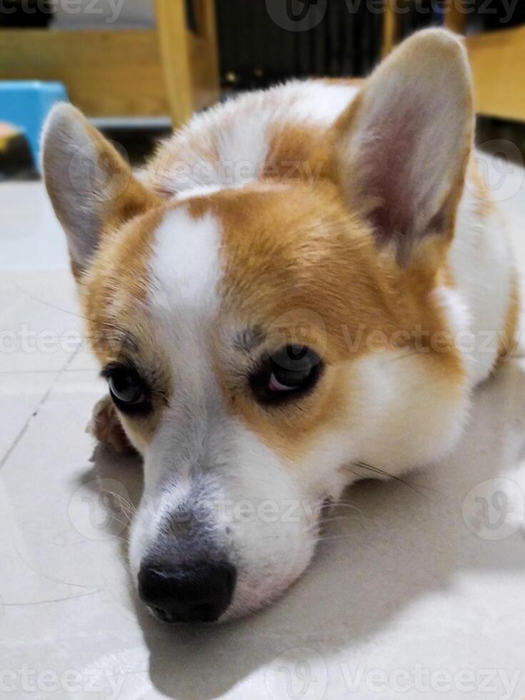 linda pembroke galés corgi lado ojo, adorable cara expresión foto