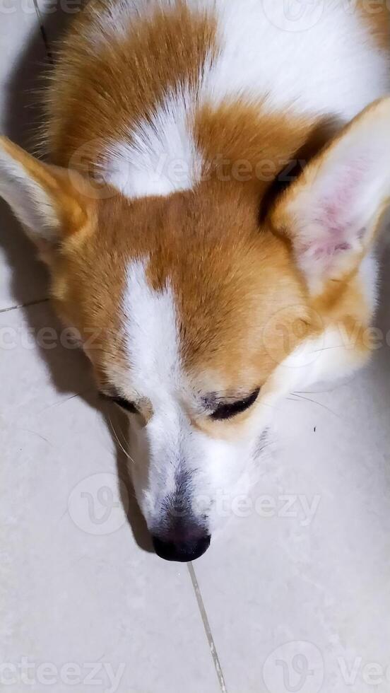 linda pembroke galés corgi durmiendo, pacífico adorable descanso foto