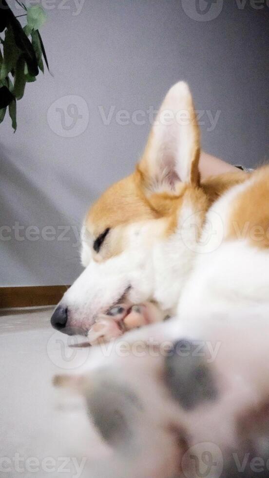 linda pembroke galés corgi durmiendo, pacífico adorable descanso foto