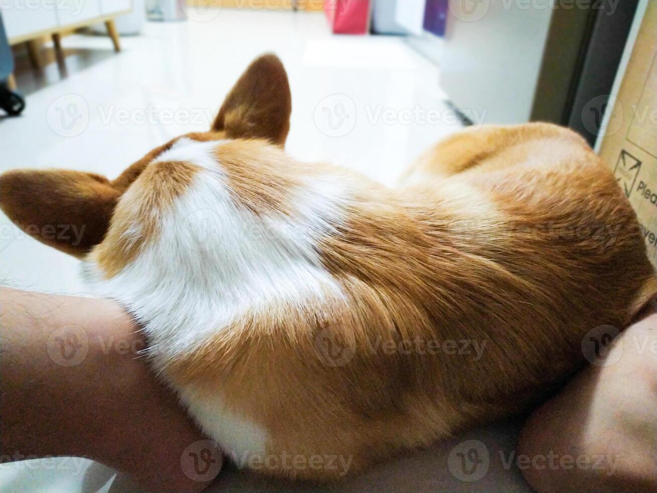 Cute Pembroke Welsh Corgi Sleeping at Owner's Foot photo