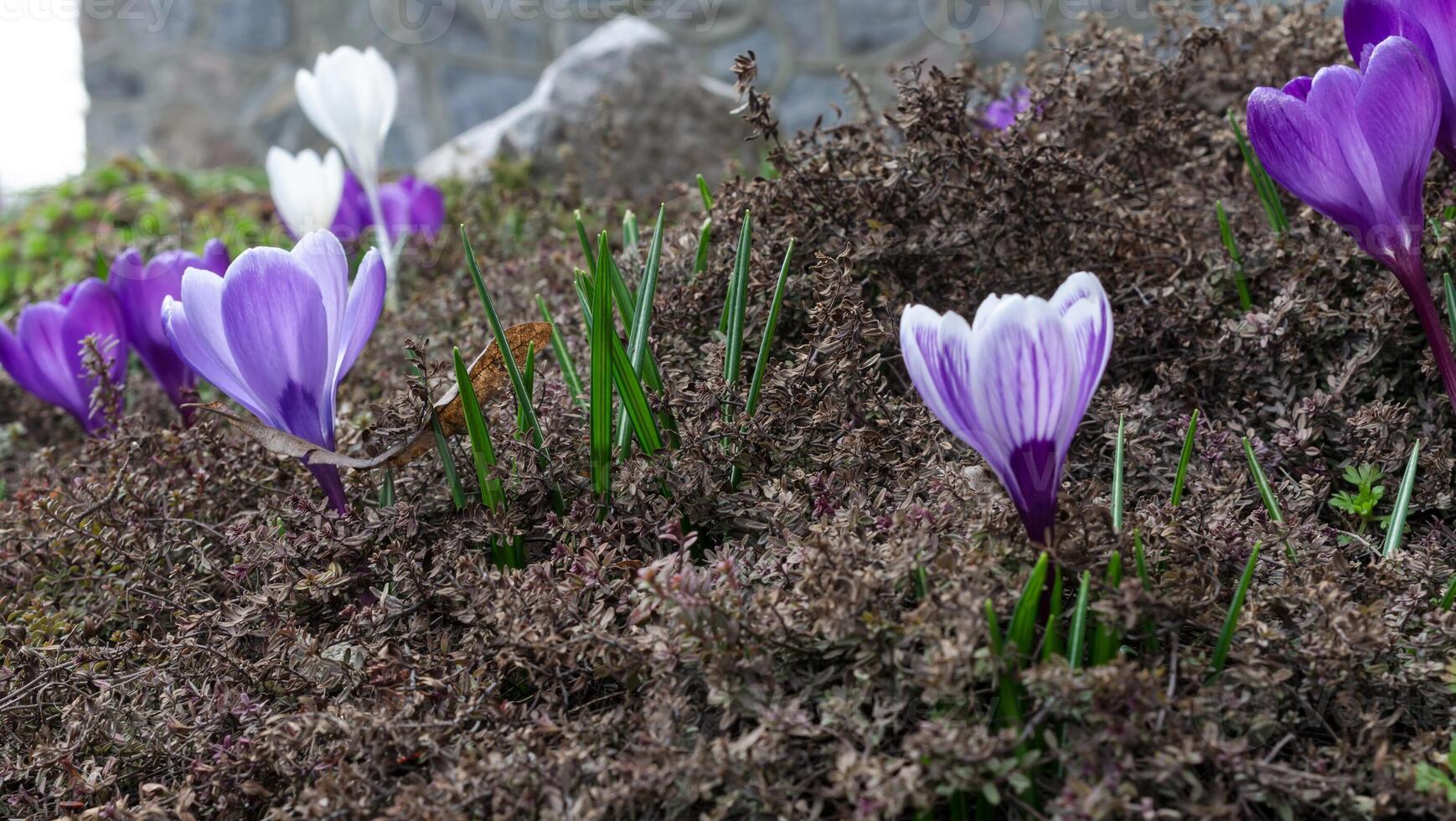 Crocus flower closeup photo