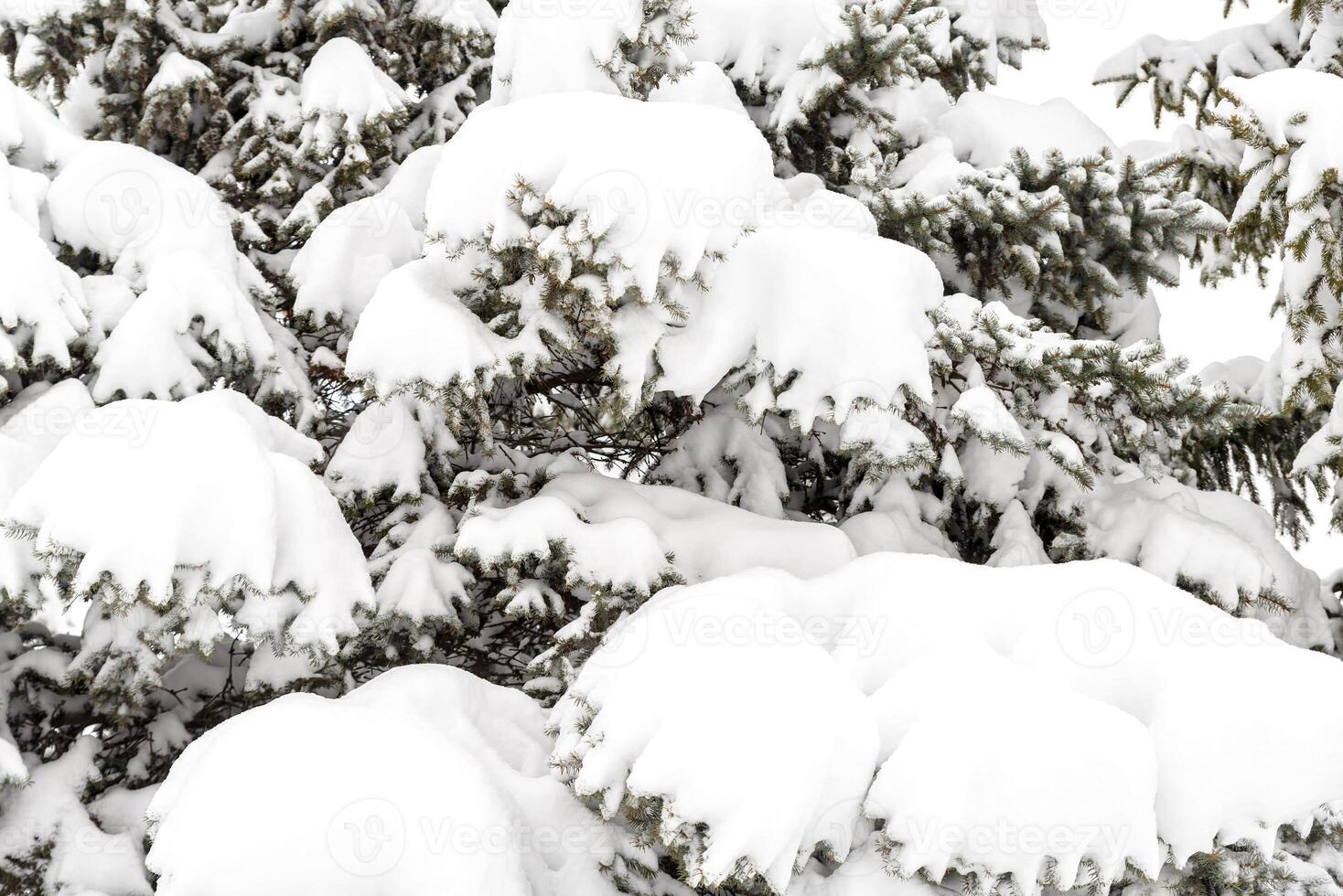Snow on the tree photo