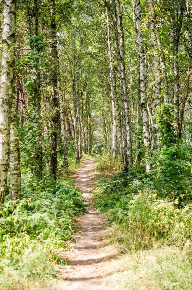 Footpath in summer forest photo