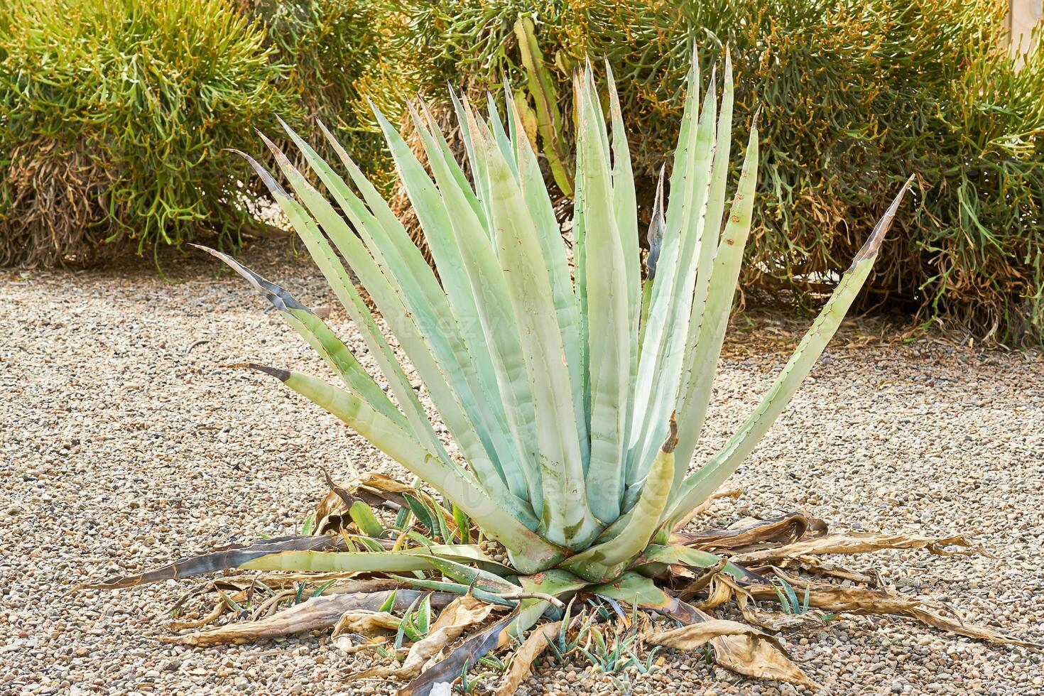 An agave bush growing alone outdoors photo