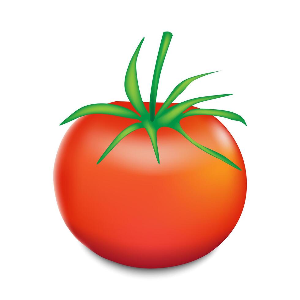 Red tomato illustration isolated on white background. vector