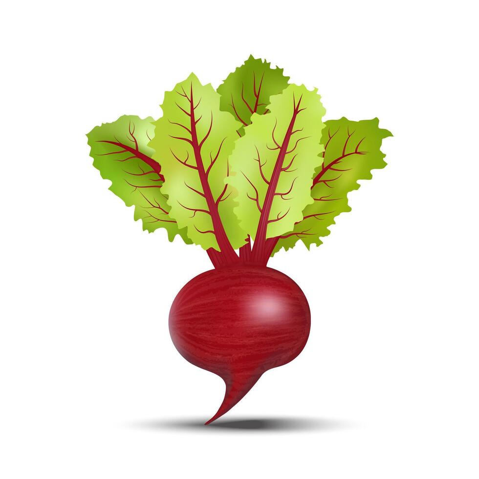 3d realistic beetroot with green leaves isolated on white background. illustration. vector