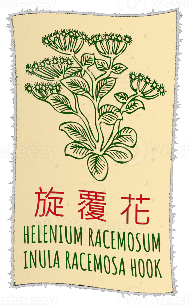 Drawing HELENIUM RACEMOSUM in Chinese. Hand drawn illustration. The Latin name is INULA RACEMOSA HOOK. png