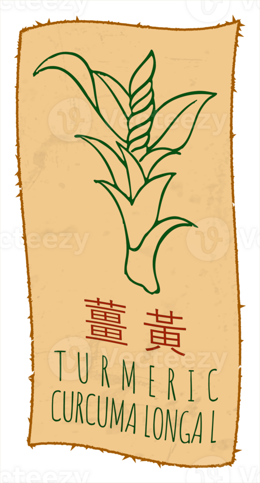 Drawing TURMERIC in Chinese. Hand drawn illustration. The Latin name is CURCUMA LONGA L. png