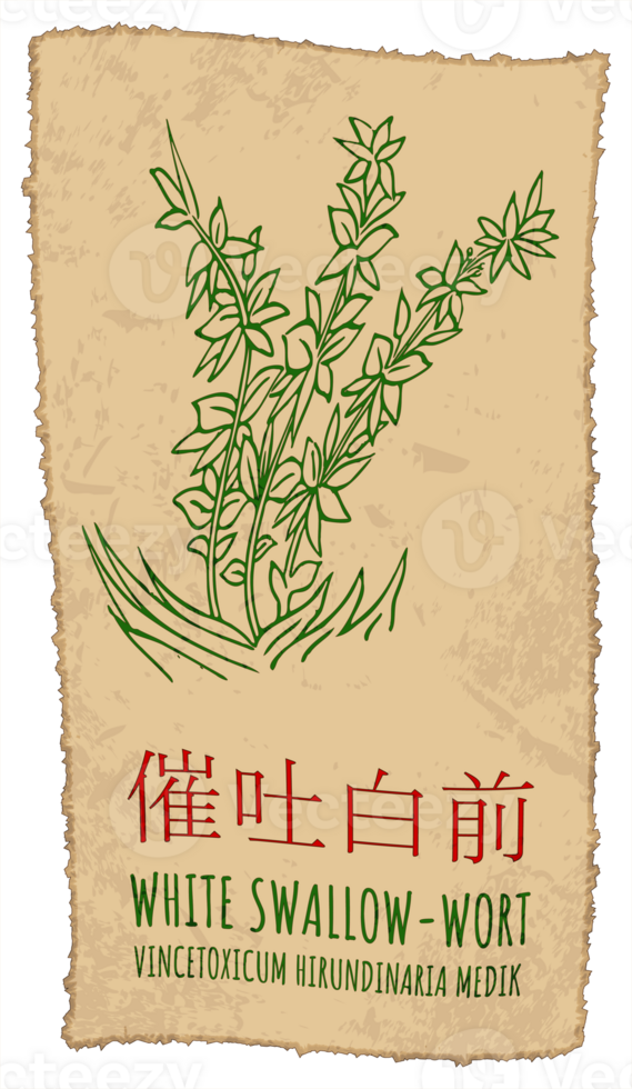 Drawing WHITE SWALLOW-WORT in Chinese. Hand drawn illustration. The Latin name is VINCETOXICUM HIRUNDINARIA MEDIK. png