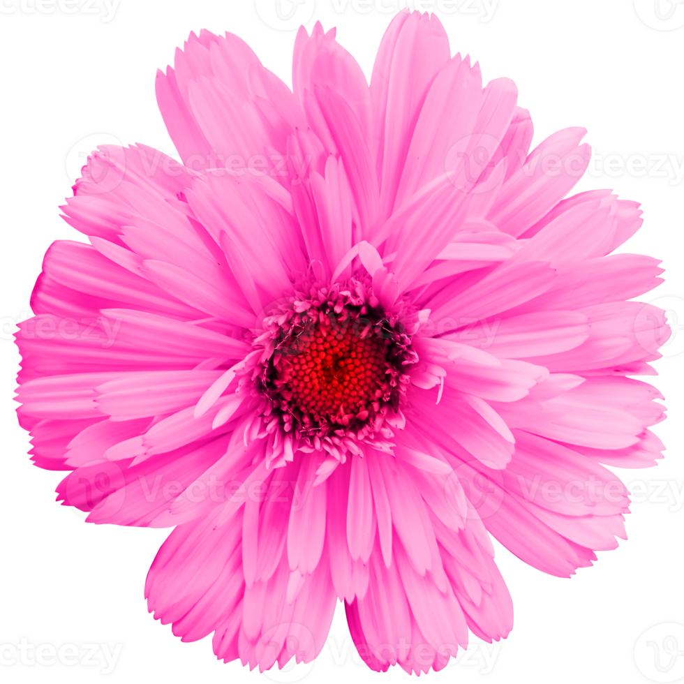 flower colorful isolated png