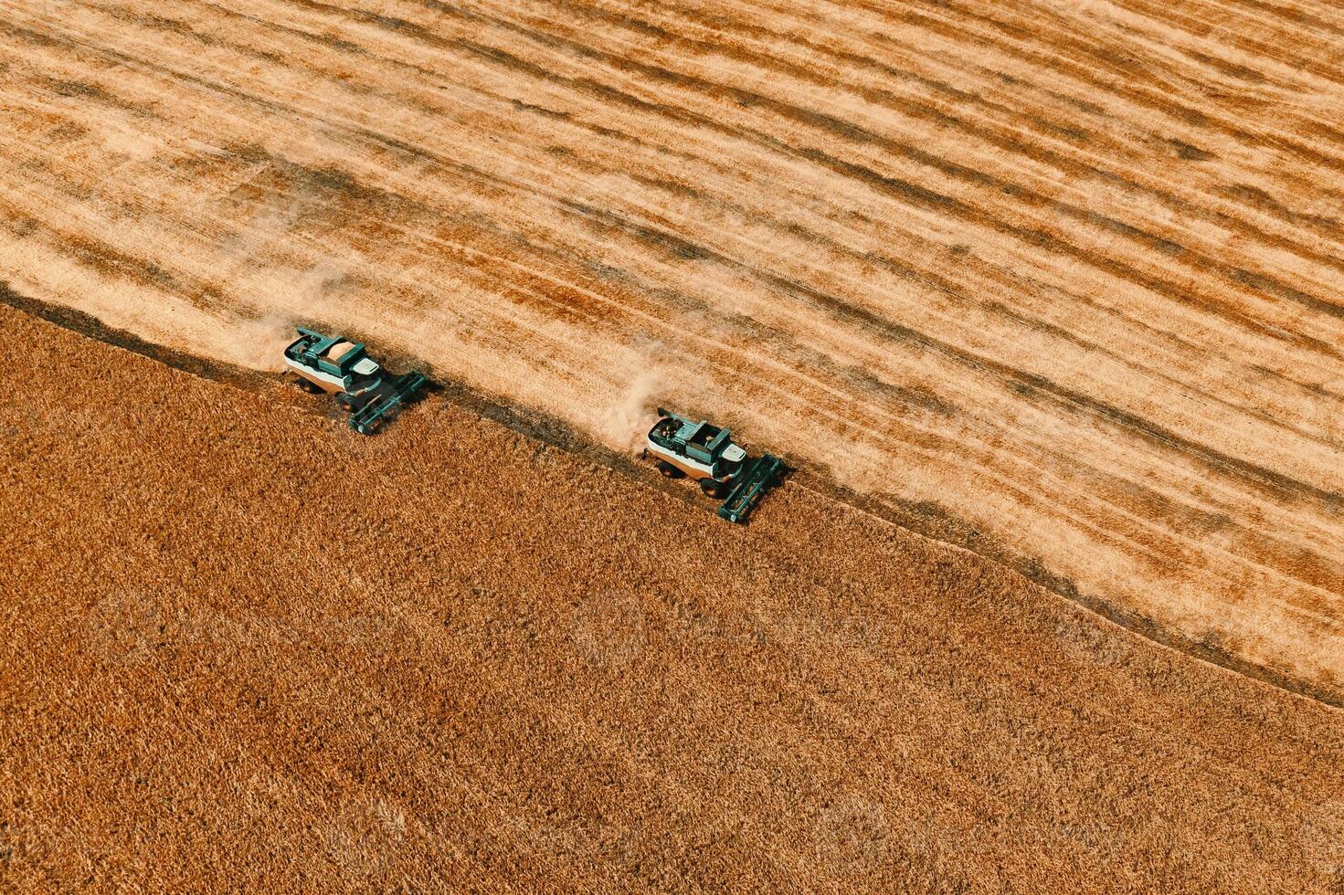 Harvesting of grain in summer. Two harvesters working in field. Combine harvester agricultural machine collecting golden ripe wheat or rye on field. View from above. Copy space photo