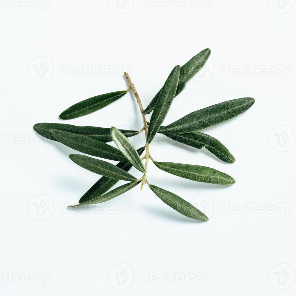 Olives tree branch isolated on white background photo