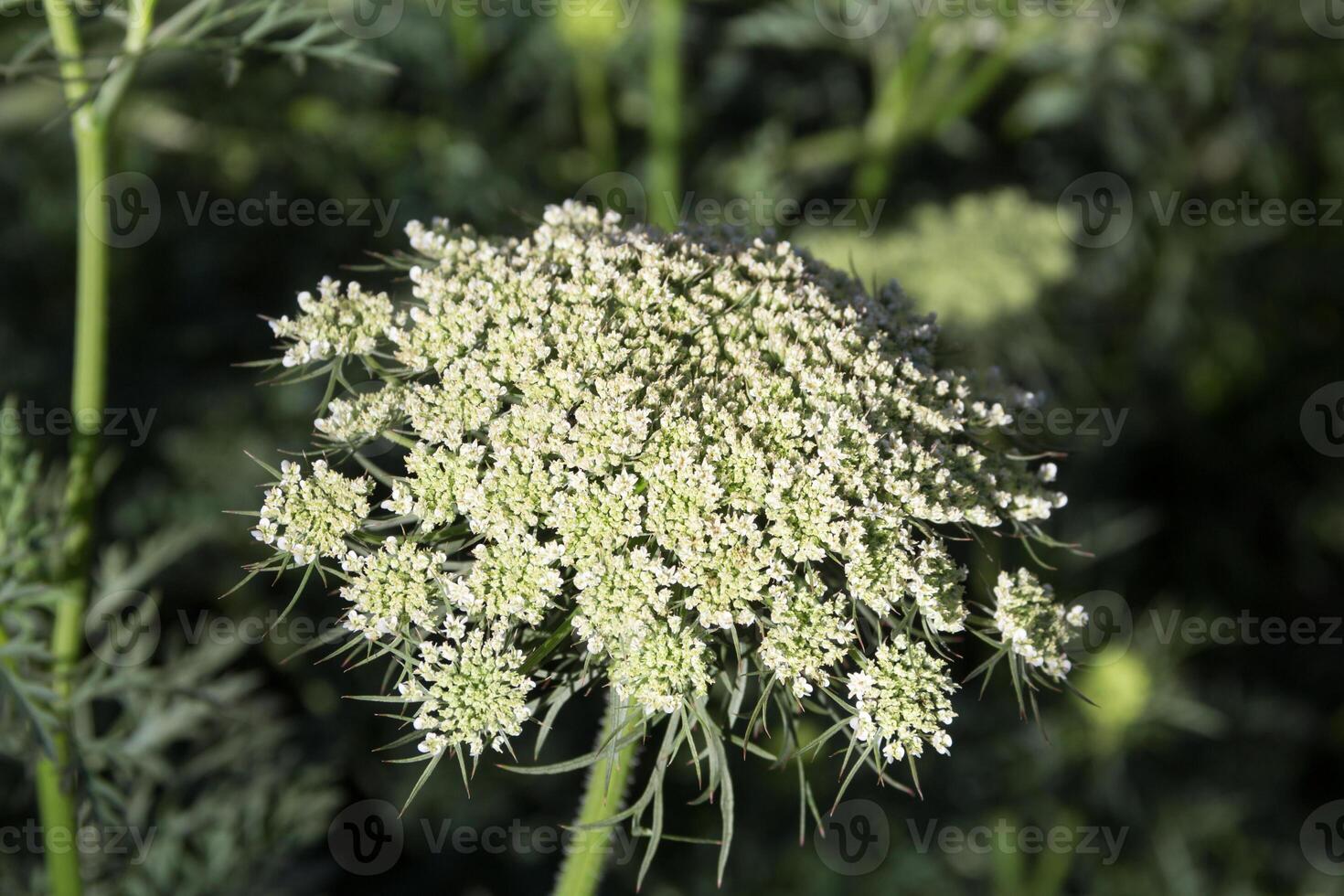 the flowered carrots in the family garden photo