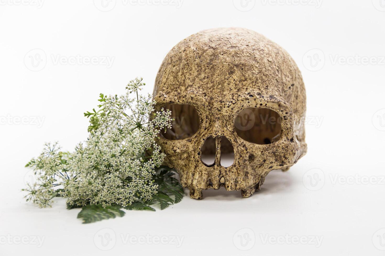 A bouquet of hemlock flowers with a skull photo