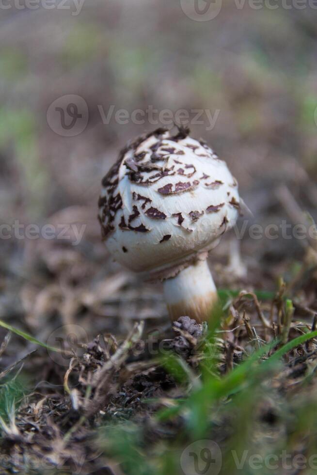 wild brown and white mushroom photo