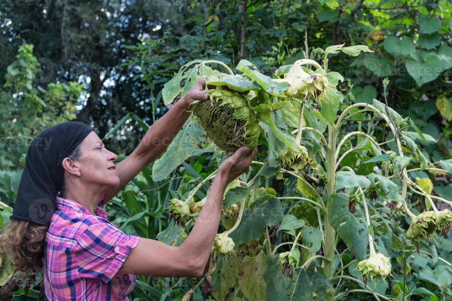 rural trabajando mujer con el seco girasoles, ya maduro a cosecha foto