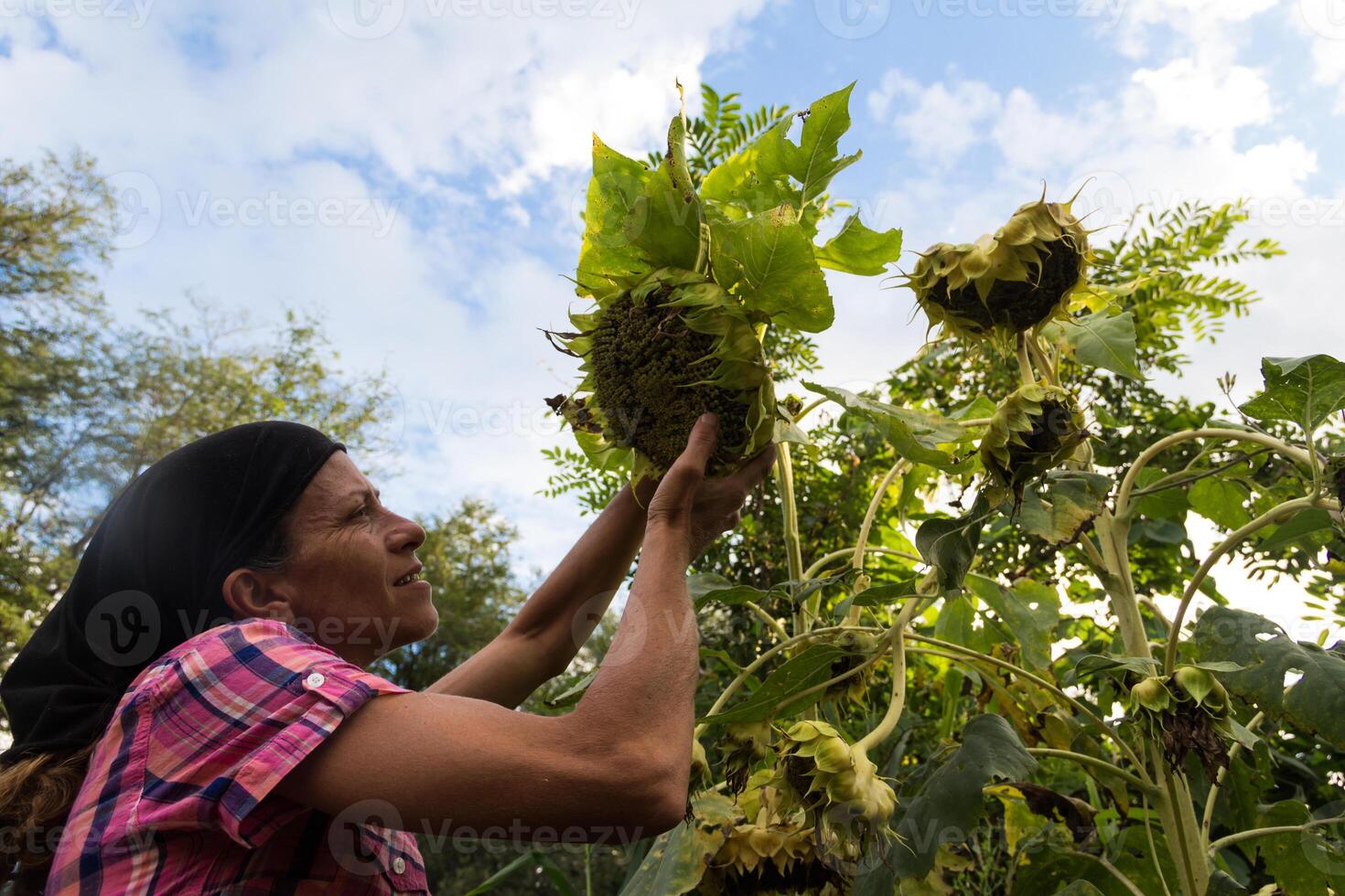 rural trabajando mujer con el seco girasoles, ya maduro a cosecha foto