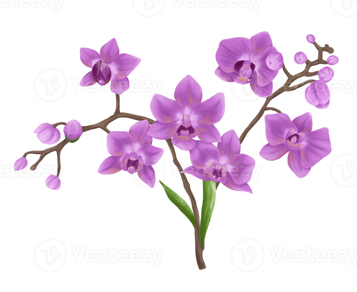 viola orchidea pittura illustrazione png